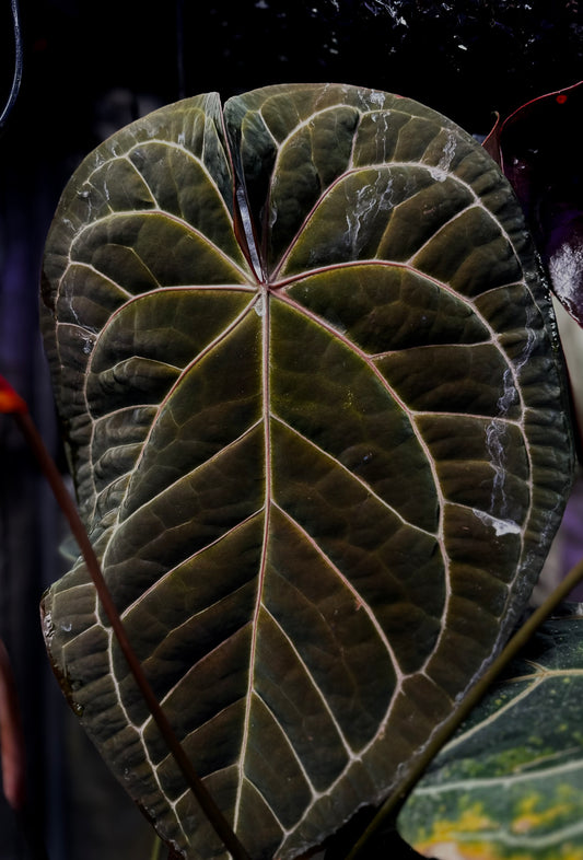 Doc Block "Black Widow"x"Michelle" x "Ace of Purple" S1 red sinus 1-2 leaf seedling