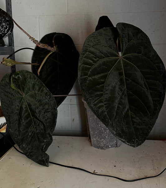 Ace of Spades x carlablackiae Wu2xSelf 1-2 leaf seedling