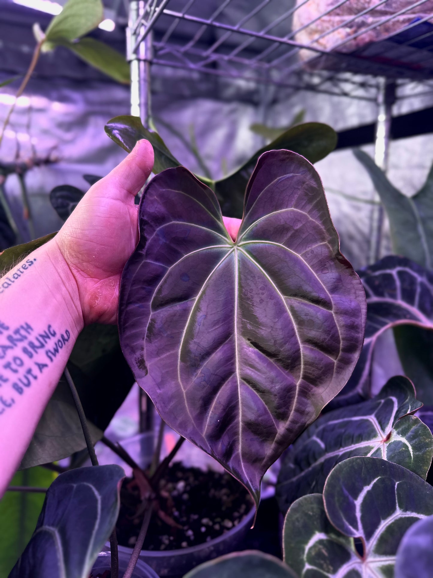 Besseae aff. x papillilamimum "Gatorskin"x"Dadbod" 2 leaf seedling