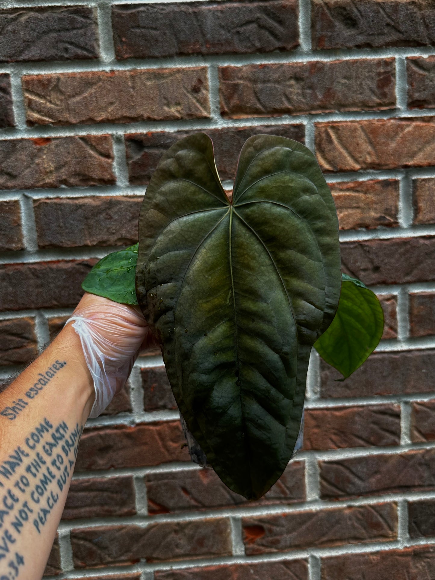 Anthurium sp “Huanoco Velvet” x Windy dressleri germinated seed