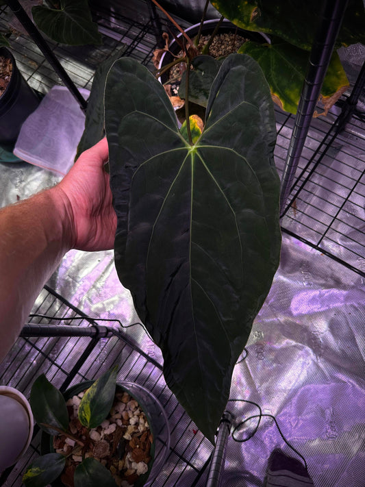 SKG papillilaminum “narrow” x Gatorbod seedlings (set of 3)