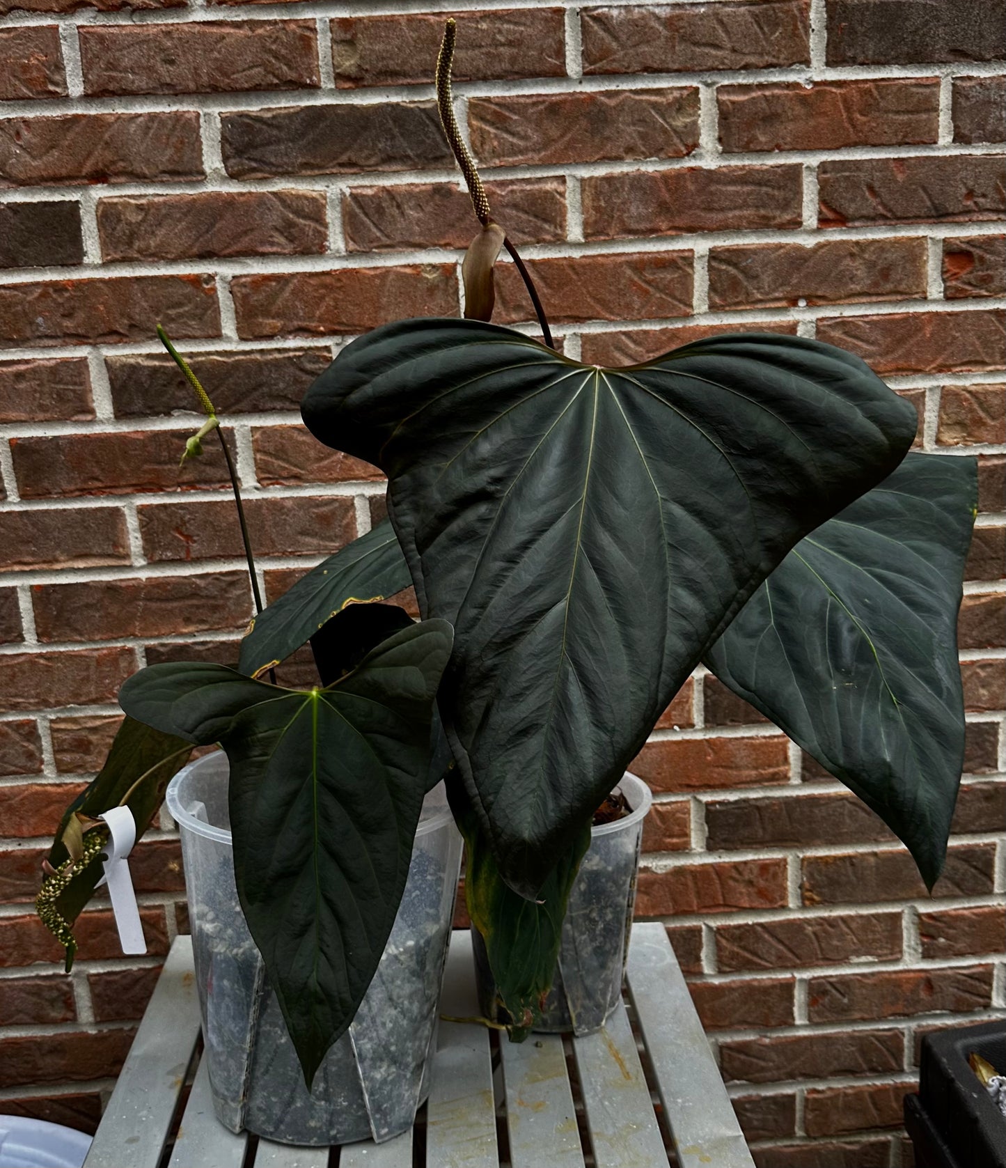 “World Wide Web” Mr. Worldwide x “Dark Web” germinated seed