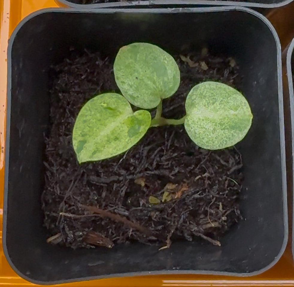"Snake Oil 2.0” Variegated seedling exact plant