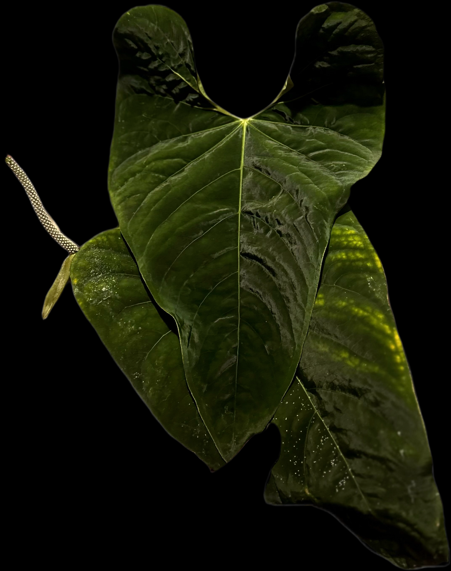 Anthurium sp “Huanoco Velvet” x Windy dressleri germinated seed