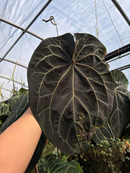 BWxM x “Dark Web” germinated seed