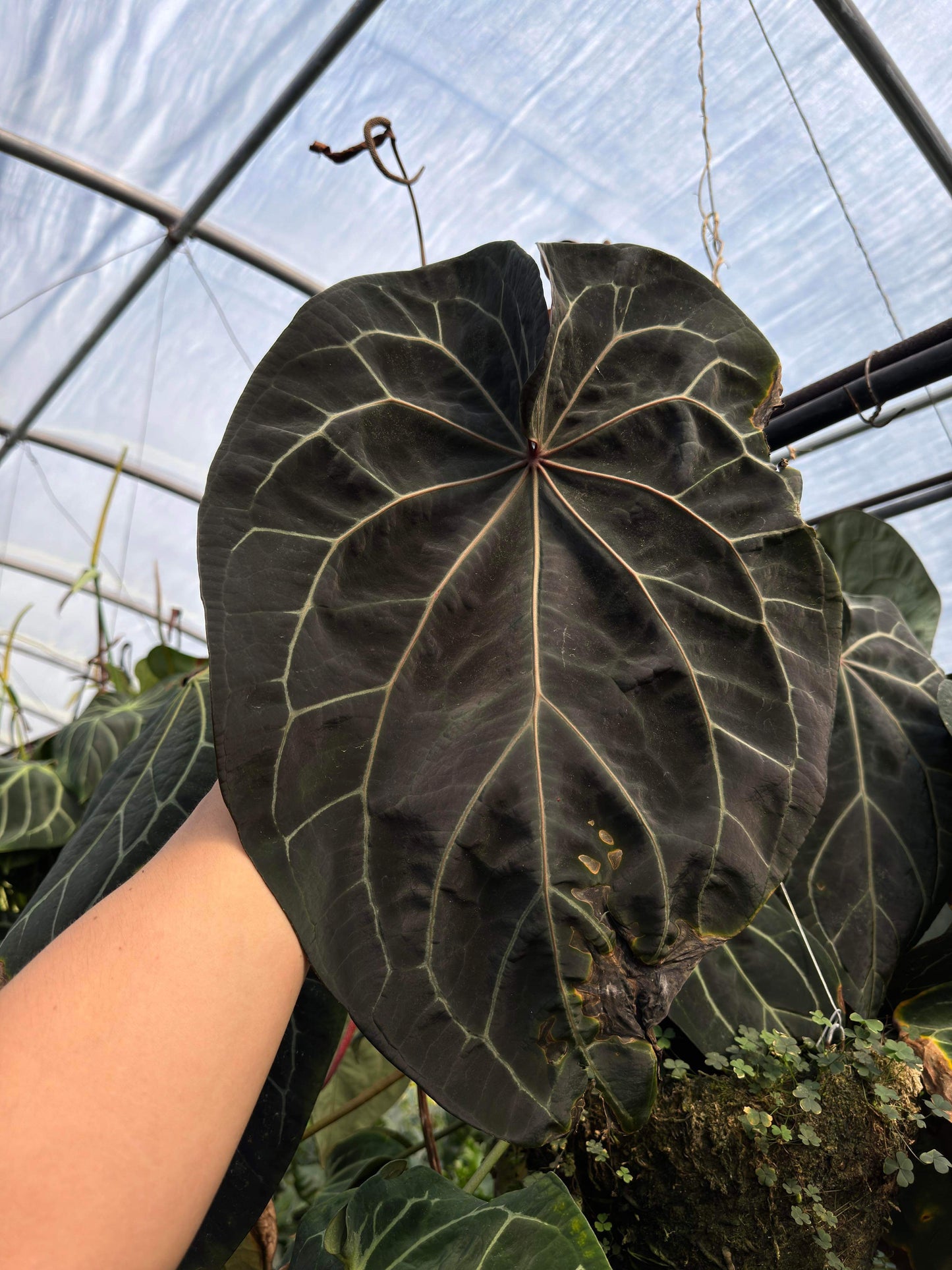 “World Wide Web” Mr. Worldwide x “Dark Web” germinated seed