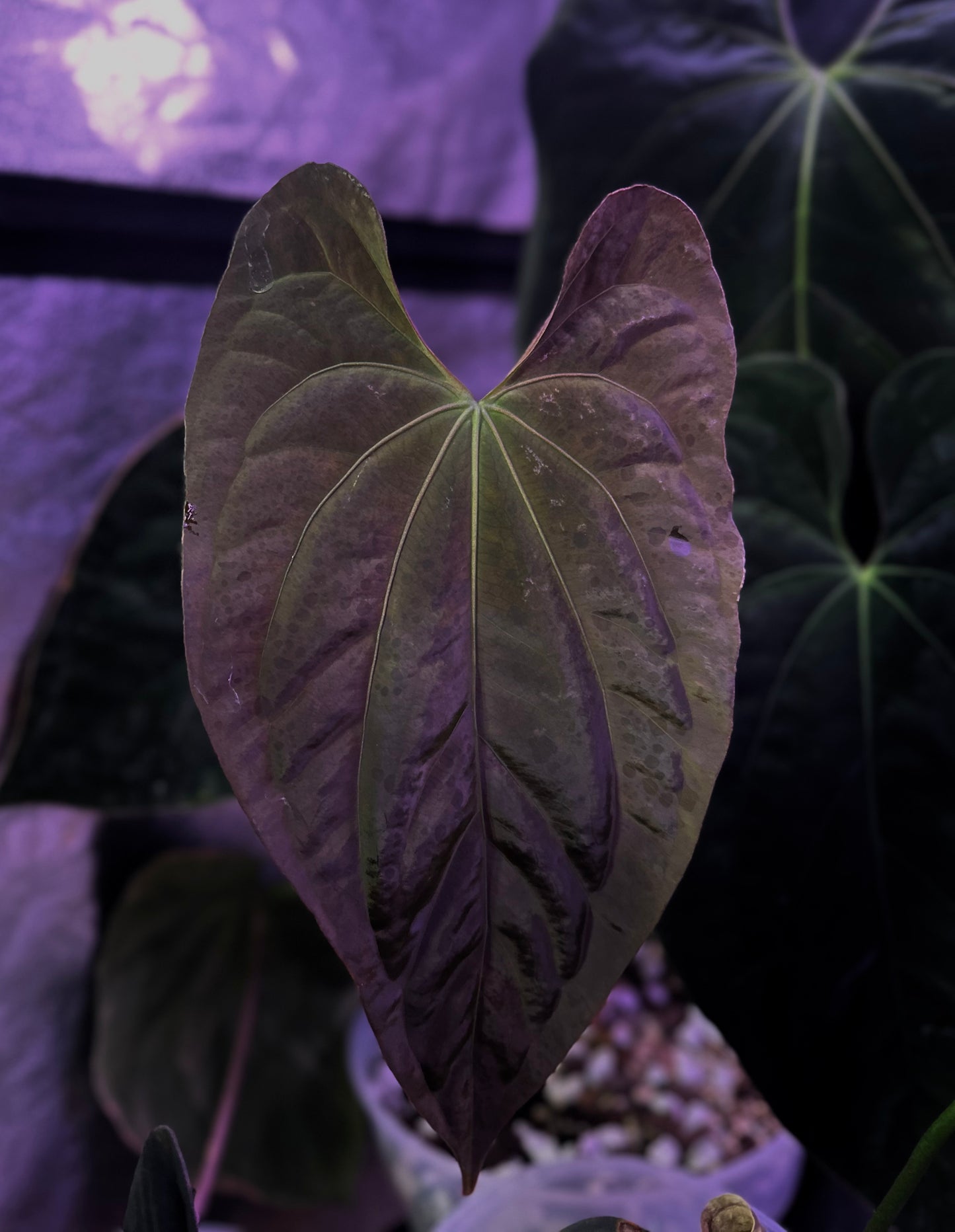 Besseae aff. x papillilamimum "Gatorskin"x"Dadbod" 2 leaf seedling