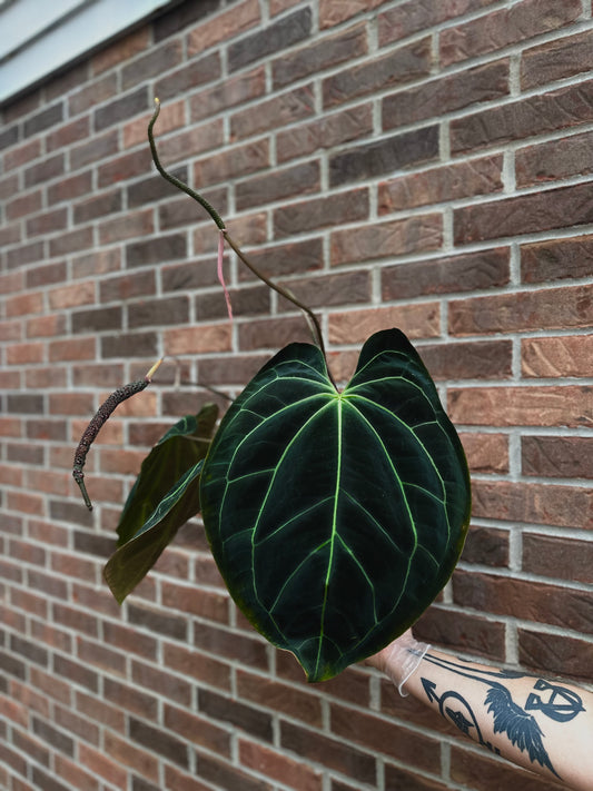 Besseae aff. x papillilamimum "Gatorskin"x"Dadbod" 2 leaf seedling